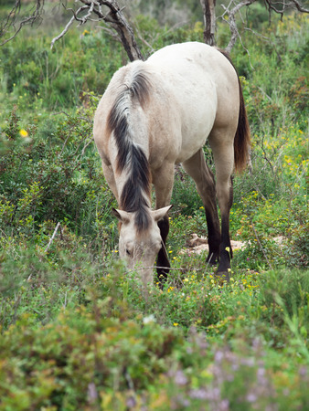 Graizing cream young horse. Israelの写真素材