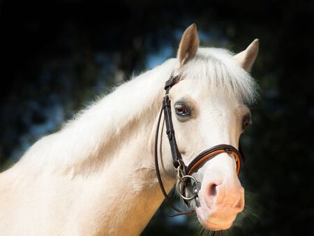 portrait of  beautiful palomino welsh ponyの写真素材