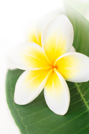 Plumeria or frangipani, at white backgroundの写真素材