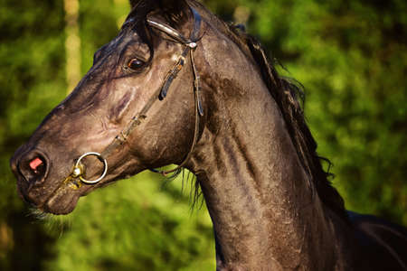 portrait of breed black stallionの写真素材