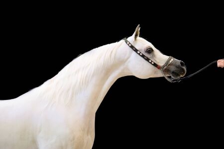 white beautiful arabian stallion against black background.  indoorの写真素材