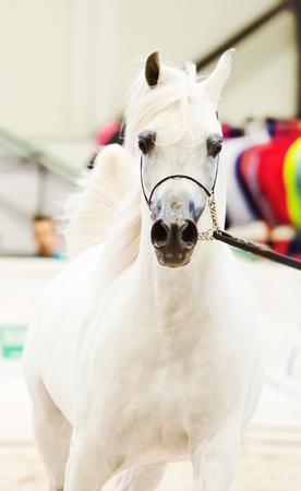 portait of white beautiful running arabian stallion. indoorの写真素材