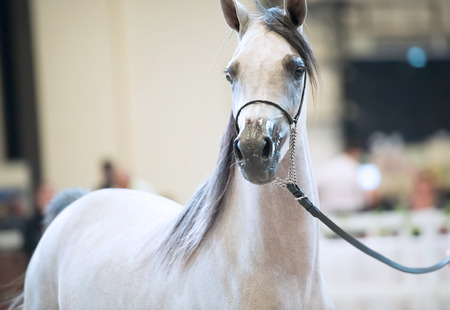 portrait of show grey arabian horse. indoorの写真素材