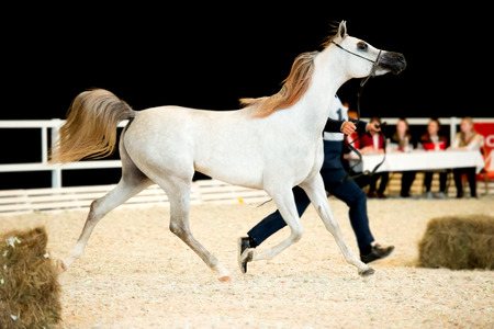 show arabian horse in movement. indoorの写真素材