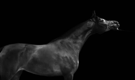 dark bay  beautiful arabian stallion at black backgroundの写真素材