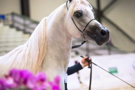 portait of white beautiful arabian stallionの写真素材