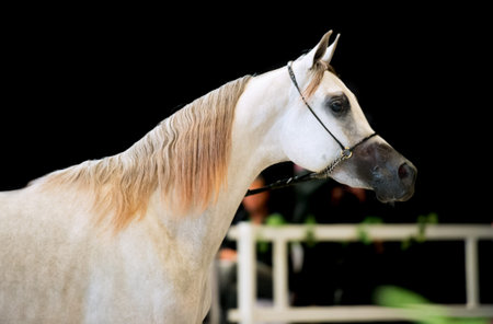 portrait of show grey arabian horse. indoor