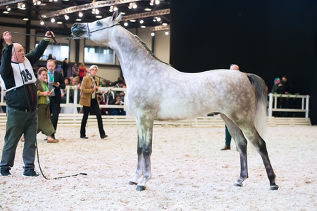 SAINT-PETERSBUGR- APREL 30: Saint-Petersburg International Cup ECAHO International C-Show. class 4 - colt  Milian ( Lawrence El GAzal)のeditorial素材