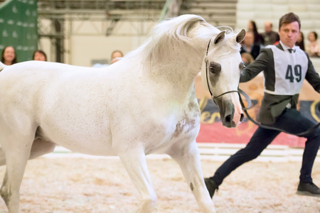 SAINT-PETERSBUGR- APREL 30: Saint-Petersburg International Cup ECAHO International C-Show. class 12 - Girlan-Bayのeditorial素材