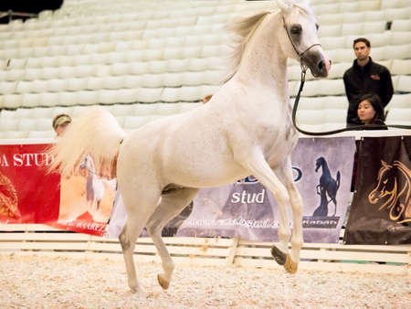 SAINT-PETERSBUGR- APREL 30: Saint-Petersburg International Cup ECAHO International C-Show. class 12 - 1 place- stallion Girlan-Bayのeditorial素材