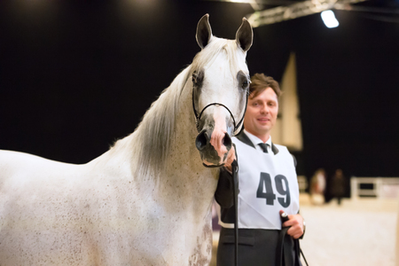 SAINT-PETERSBUGR- APREL 30: Saint-Petersburg International Cup ECAHO International C-Show. class 12 - 1 place- Girlan-Bayのeditorial素材