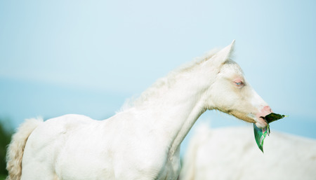 pony cream foal at sky backgroundの写真素材