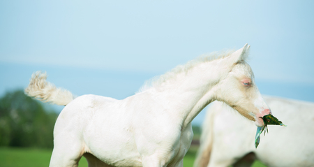 pony cream foal at sky backgroundの写真素材