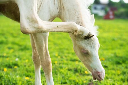 funny portrait of pony foal in the meadowの写真素材