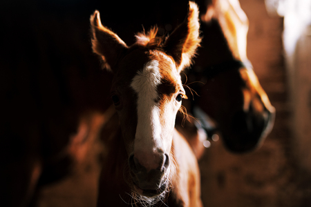 newborn foal in the stableの写真素材