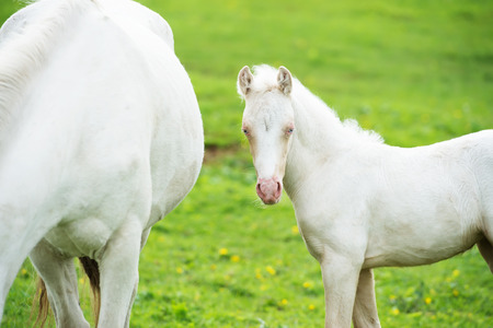 pony cream foal in the meadowの写真素材