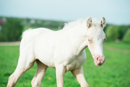pony cream foal in the meadowの写真素材