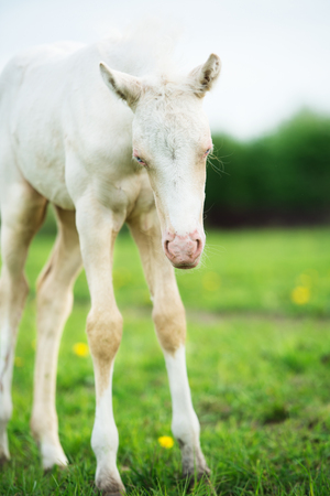 funny pony cream foal in the meadowの写真素材