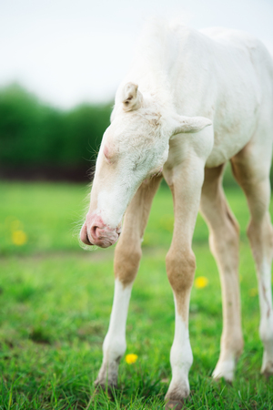 funny pony cream foal in the meadowの写真素材