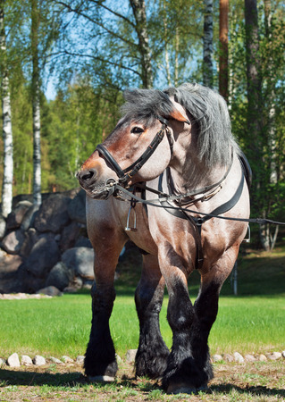 stallion of brabant breedの写真素材