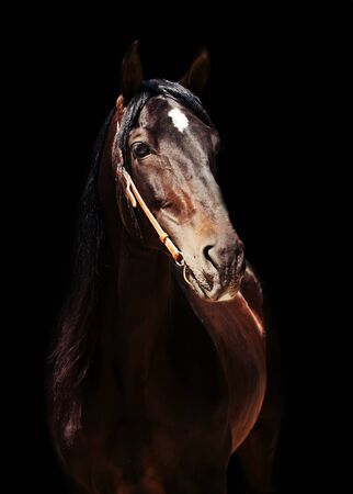 beautiful purebred Andalusian stallion at flowers background, sunny day. Spainの写真素材