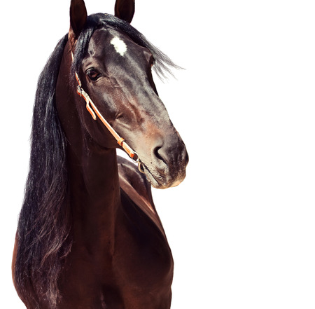 beautiful purebred Andalusian stallion at flowers background, sunny day. Spainの写真素材