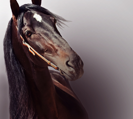 beautiful purebred Andalusian stallion at background,の写真素材