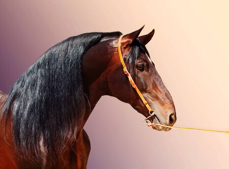 portrait of Andalusian bay stallion at gradient  backgroundの写真素材