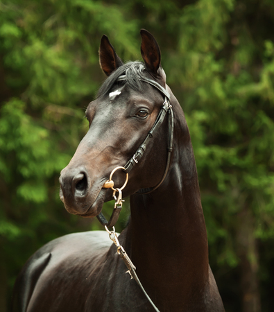 portrait of of black sportive horseの写真素材