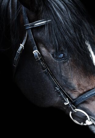 Portrait of beautiful breed sportive stallion at black background. close upの写真素材