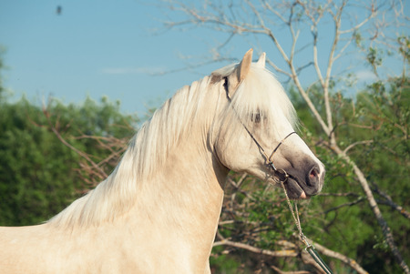 portrait of palomino welsh cobの写真素材