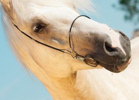 portrait of palomino welsh cobの写真素材