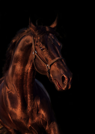 emotion portrait of beautiful black breed stallion in fieldの写真素材