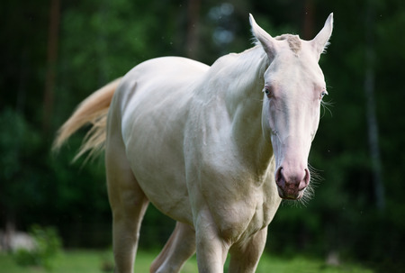 creamello purebred young akhalteke stallion in freedomの写真素材