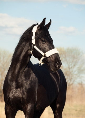 portrait of beautiful black breed stallion in spring fieldの写真素材