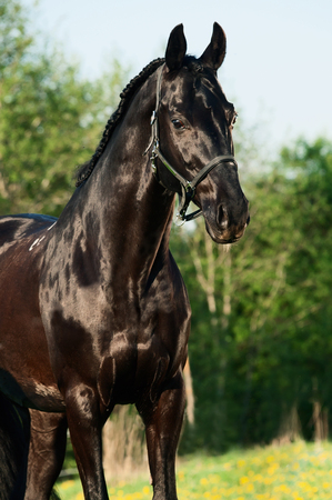 portrait of beautiful black breed stallion in spring fieldの写真素材