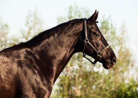 portrait of beautiful black breed stallionの写真素材