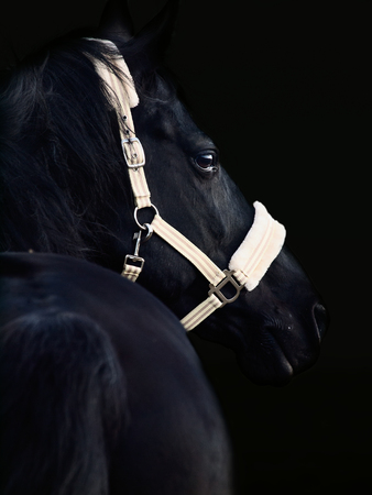 portrait of beautiful black breed stallion  at black backgroundの写真素材