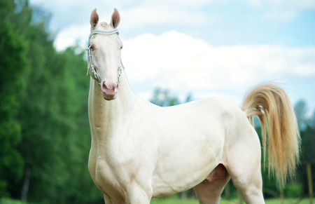 portrait of creamello purebred akhalteke stallionの写真素材