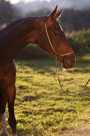 portrait of bay purebred akhalteke mareの写真素材
