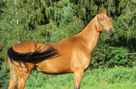 portrait of purebred akhalteke mareの写真素材