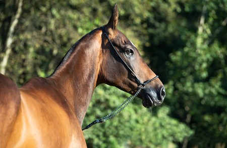 portrait of bay purebred akhalteke mareの写真素材
