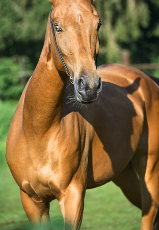 portrait of   purebred akhalteke mareの写真素材