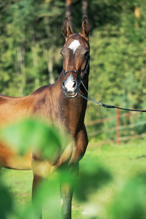portrait of purebred akhalteke mareの写真素材