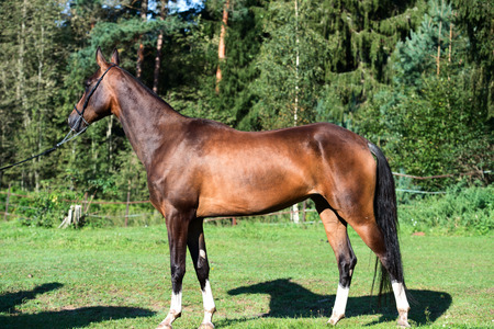 exterior of purebred akhalteke mareの写真素材