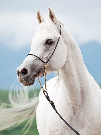 portrait of white amazing arabian stallionの写真素材
