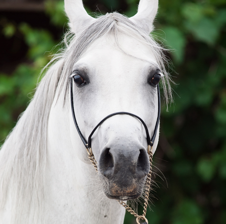 portrait of white amazing arabian stallion. close upの写真素材