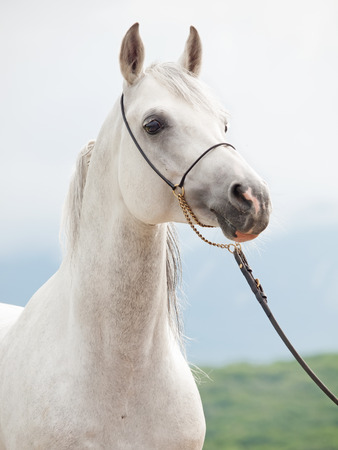 portrait of white purebred arabian stallion.の写真素材