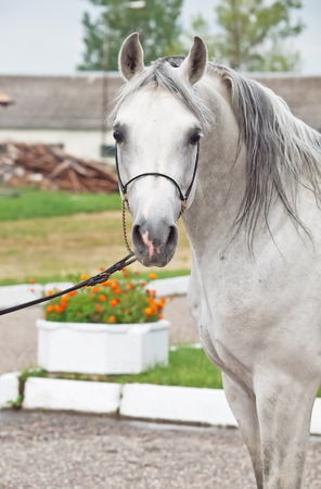 portrait of white arabian horseの写真素材