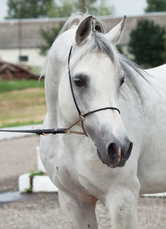 portrait of white arabian horse. close upの写真素材